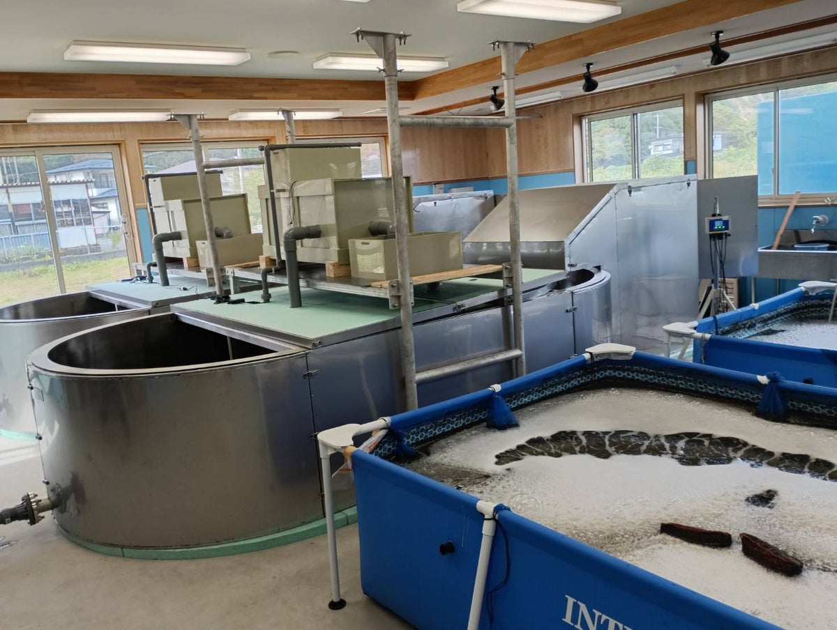 岩手県岩泉町でクルマエビ・バナメイエビの陸上養殖実証が本格始動 CMエンジニアリングがIoT水質モニタリングで支援
